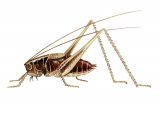 Dark Bush Cricket (Pholidoptera griseoaptera) IN001