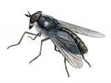 Dark Horsefly (Hybomitra bimcaulata) IN001