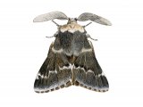 December Moth (Poecilocampa populi) IN001