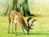 Deer (Fallow) Dama dama M001