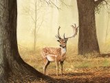 Deer (Fallow) Dama dama M005