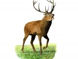 Deer (Red) Stag (Cervus elaphus) M003