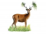 Deer (Sambar) Cervus unicolor M001