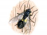 Splayed Deerfly (Chrysops caecutiens) IN001