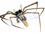 Spider (Web-casting) Dinopis OS001