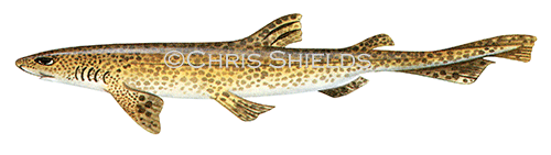 Dogfish (Scyliorhinus caniculus) F0089