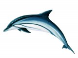 Striped Dolphin (Stenella coeruleoalba) M001