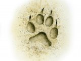 Domestic Dog footprint (Canis lupus familiaris) M013