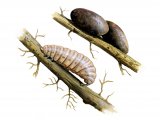 Beetle - Larvae & Pupal Cocoon (Donacia vulgaris) IN001
