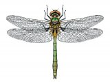 Downy Emerald Dragonfly (Cordulia aenea) IN001