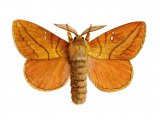 Drinker Moth (Euthrix potatoria) IN001