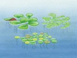 Duckweeds - Great Duckweed (Spirodela poyrhiza) Common Dickweed (Lemma minor) Fat Duckweed (L. gibba) BT0021