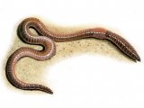 Earthworm (Lumbricus terrestris) OS003