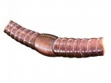 Earthworm section (Lumbricus terrestris) OS001
