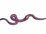 Earthworm (Lumbricus terrestris) OS002