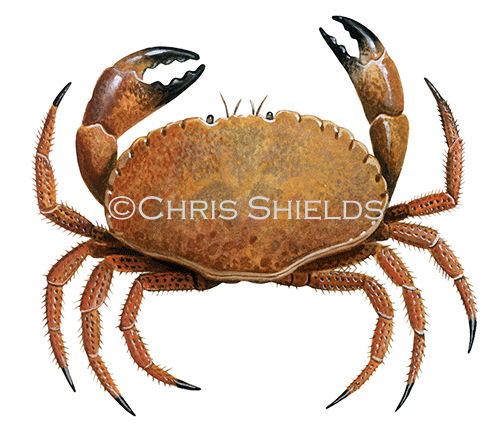 Edible Crab (Cancer pagurus) OS001