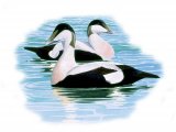 Eider Duck (Somateria mollissima) BD0304