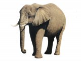 Elephant (African) Loxodonta Africana M003