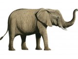 Elephant (African) Loxodonta Africana M004