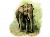 Elephant (Asian) Elephas maximus M001