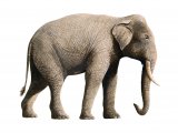 Elephant (Asian) Elephas maximus M003