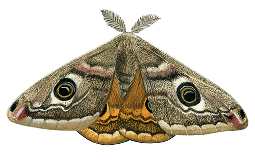 Emperor Moth (Saturnia pavoniaI) IN001