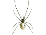 Spider (Entoptognatha ovata) OS001
