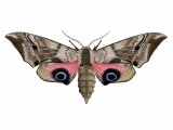 Eyed Hawkmoth (Smerinthus ocellata) IN002
