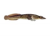 F082 - Shore Clingfish (Lepadogaster lepadogaster)
