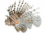 F158 - Lionfish (Pterois volitans)