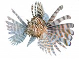 F159 - Lionfish (Pterois miles)