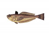 F230 - Lesser Weever Fish (Echiichthys vipera)