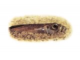 F231 - Lesser Weever Fish (Echiichthys vipera).jpg
