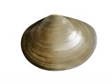 Fine lined pea mussel (Pisidium tenuilineatum) OS001
