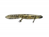 RA127 - Fire Salamander elf (Salamandra salamandra)