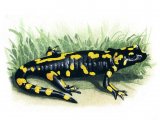 RA125 - Fire Salamander (Salamandra salamandra)