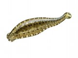 Fish Leech (Hemiclepsis marginata) OS004