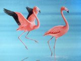 Flamingo (American) Phoenicopterus ruber BD022