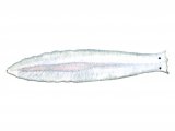 Flatworm (Dendrocoeium) OS002