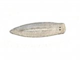 Flatworm (Planaria) OS003