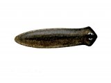 Flatworm (Dugesia lugubris) OS003