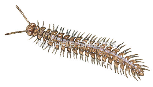 Flat-backed Millipede (Polydesmus sp.) TA004