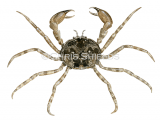 Flattened Crab (Halicarcinus planatus) OS0046