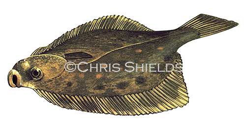 Flounder (Pleuronectes limanda) F0095