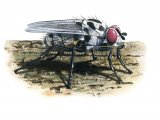 Fly (Anthomyia pluvialis) IN001