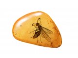 PF014 - Fly preserved in Amber