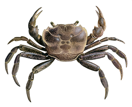 Fresh Water Crab (Potamon ibericum) CG001