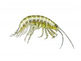 Freshwater Shrimp (Gammarus pulex) OS002