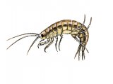 Freshwater Shrimp (Gammarus pulex) OS003
