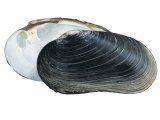 Freshwater Mussel (Margaritifera auricularia) CG003